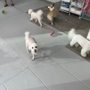 원애견&뭉까두까 네이버블로그