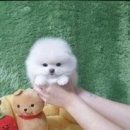 애견왕국 | 광주 애견샵 펫왕국 방문 후기 🐶 믿고 갈 수 있는 강아지&amp;고양이 전문샵!