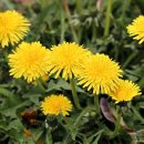 다온홀딩스 이미지