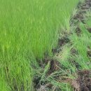 고시히카리쌀 생산을 위한 들논 논갈이 이미지
