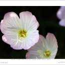 낮달맞이꽃(Oenothera speciosa) 이미지