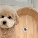 강아지 목욕탕 이미지