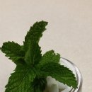 미니정원(테라리움) 이미지