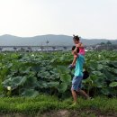 백화원연꽃영농조합법인 | 여주 백화원연꽃농원, 연꽃과 작은음악회
