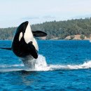 연안할머니 이미지