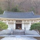 의령 충익사 모과나무 이미지