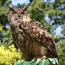 부엉이야 이미지