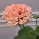 러블리몽 이미지