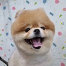 아망도그플레이스 이미지