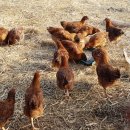 토정농장 이미지