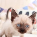 해피애견왕국 이미지