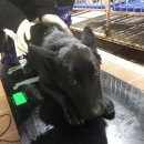 디디동물병원 이미지