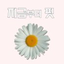 핏더독 이미지
