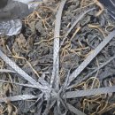 대황기취나물 새송이버섯 감초 콩잎 깻잎 냉이 작두콩 우엉 이미지