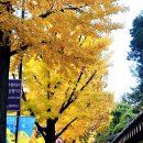 단풍이 물드는 종로: 경복궁과 청와대 은행나무길의 아름다움 l 은행나무들이 최고로 순수한 금빛을...