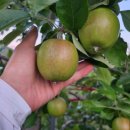 정선군농업기술센터 | 사과 공부 - 정선 아리아리 농업대학 사과 전문학과 재학 후기