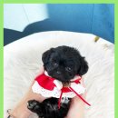 보성이탈리안그레이하운드 이미지