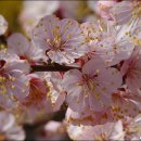 응봉공원3 이미지