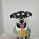 마루애견 이미지