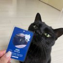 펫이좋아 | 고양이 , 강아지 올인원영양제 / 라이프펫 멀티밸런스 후기💙