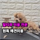 고운동_고운동(마음안로)2 | 말티푸 미용 전후 놀라운 변화 , 세종시 고운동 원독 애견미용 센터 테디베어컷 후기