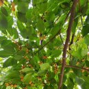 꺽쇠한우 이미지