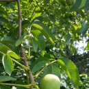 은행나무농장 이미지