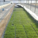 제일종묘농약사 이미지