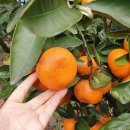 현지네 농원 이미지