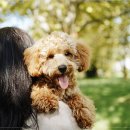 베베펫 천안 강아지분양 고양이분양 이미지