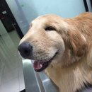미소동물병원 이미지