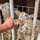 사계절아이스크림 | 가평양떼목장 아이와 가볼만한곳, 당근먹이주기 우유주기 카페 아이스크림 후기