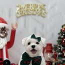 윈썸그루밍 이미지