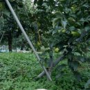 산내면 입석마을 이미지