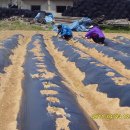 김인숙 농장 이미지