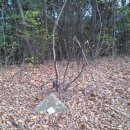 충화 지석리 고인돌 이미지