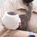 무마취 고양이 미용실 반할고양 네이버블로그