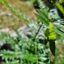 나비 한살이 | [곤충생태학습 3탄] 2025.07.22. 월드컵공원 나비 한살이: 우리곤충연구소 정부희 박사님 강연 후기