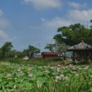 해평 금호리 이미지