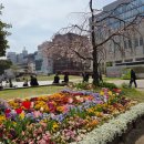 중앙공원 | 후쿠오카 벚꽃 오호리공원 텐진중앙공원 실시간 후기