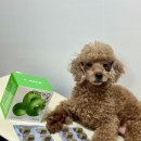 비뇨기 질환 | 고양이·강아지 비뇨기 건강 챙기기! 챙겨멍냥U 솔직후기