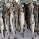 파태, 통태, 황태, 명태, 동태, 생태, 북어, 코다리, 노가리, 금태, 백태, 먹태는 숙취해소, 다이어트, 두뇌발달, 시력향상, 해독, 피로회복에 좋다 이미지