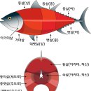 [#태평양자연산생참치] 종류와 생참치 부위살 이미지