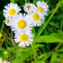 제주 올레길 15코스 A 이미지