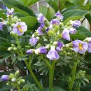 들꽃마을 이미지