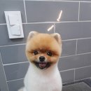 카페거리 동물병원 동행 네이버블로그