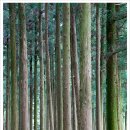 편백나무숲 이미지