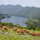 자연한우 이미지