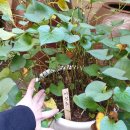 춘원당한의약박물관 이미지