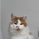 푸른별안과동물병원 이미지